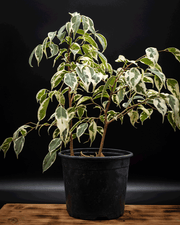 Ficus Samantha mediano